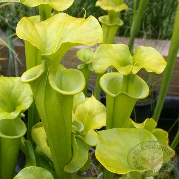 Sarracenia flava maxima